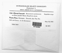 Elsinoe fawcettii image